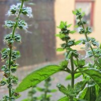 Genoveser Basilikum Mittelgroß (Ocimum basilicum) Bio Saatgut