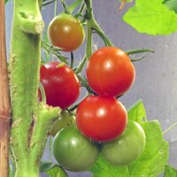 Cocktailtomate Zuckertraube (Solanum lycopersicum) Bio Saatgut