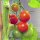 Cocktailtomate Zuckertraube (Solanum lycopersicum) Bio Saatgut