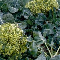 Brokkoli Calabrese (Brassica oleracea) Samen