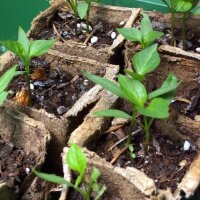 Poblano Chili Mulato Isleno (Capsicum annuum) Samen