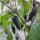 Poblano Chili Mulato Isleno (Capsicum annuum) Samen