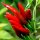 Thai Chili Prik Kee Noo (Capsicum frutescens) Samen