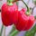 Caribbean Red Habanero (Capsicum chinense) Chilis Samen