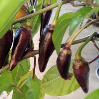 Chili Pasilla Bajo (Capsicum annuum) Samen