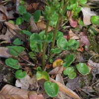 Löffelkraut (Cochlearia officinalis) Samen