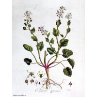 Löffelkraut (Cochlearia officinalis) Samen