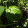 Siamkürbis / Feigenblattkürbis (Cucurbita ficifolia) Samen