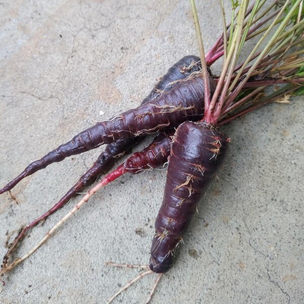 Violette Möhre Schwarze Spanische (Daucus carota) Samen