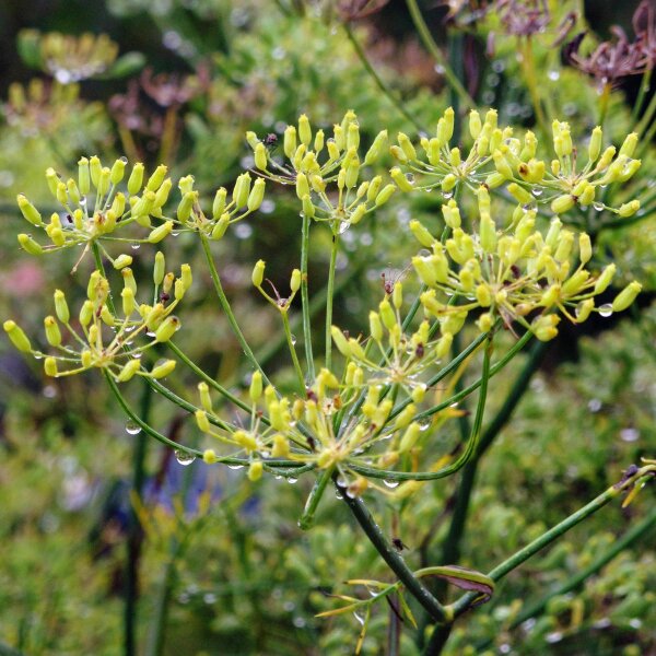 Grüner Gewürzfenchel Dulce (Foeniculum vulgare) Samen