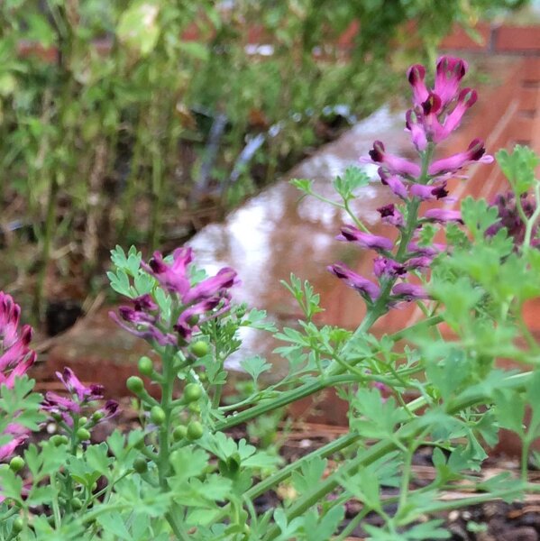 Erdrauch (Fumaria officinalis) Samen