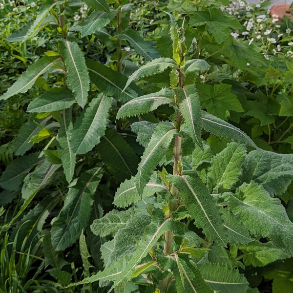 Giftlattich (Lactuca virosa) Samen