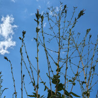 Giftlattich (Lactuca virosa) Samen