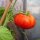 Fleischtomate Marmande (Solanum lycopersicum) Samen