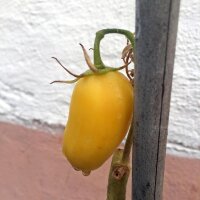 Tomate Orange Banana (Solanum lycopersicum) Bio Saatgut