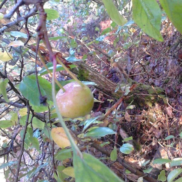 Wildapfel / Holzapfel (Malus sylvestris) Samen