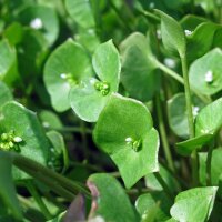 Postelein (Montia perfoliata) Samen