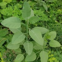 Baumtabak (Nicotiana glauca) Samen