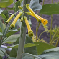 Baumtabak (Nicotiana glauca) Samen