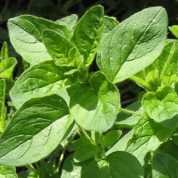 Oregano (Origanum vulgare) Samen