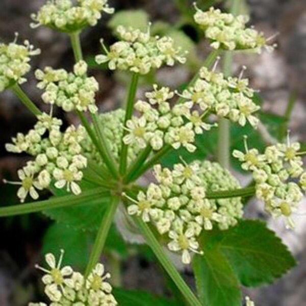 Alisander (Smyrnium olusatrum) Samen