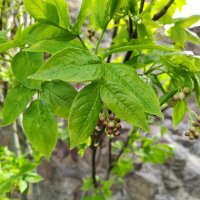 Pimpernuss (Staphylea pinnata) Samen