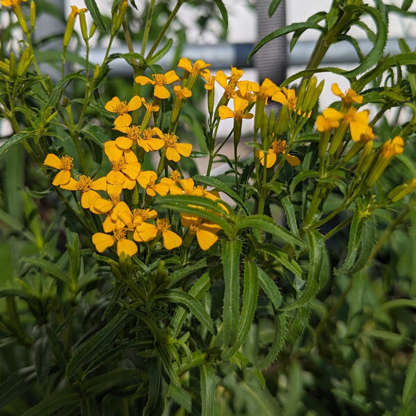 Yauhtli (Tagetes lucida) Samen