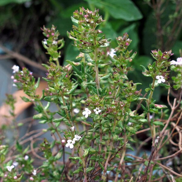 Echter Thymian (Thymus vulgaris) Samen