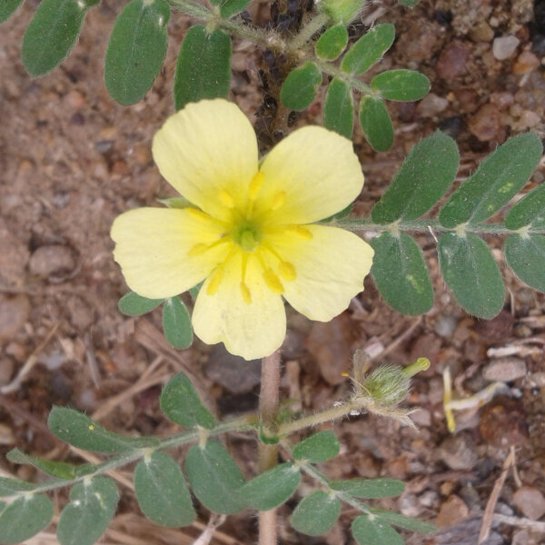 Erd Burzeldorn (Tribulus terrestris) Samen