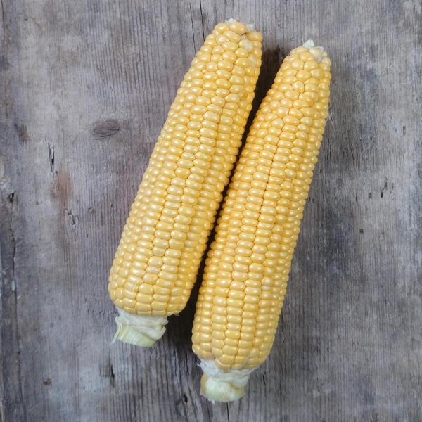 Zuckermais Golden Bantam (Zea mays) Samen