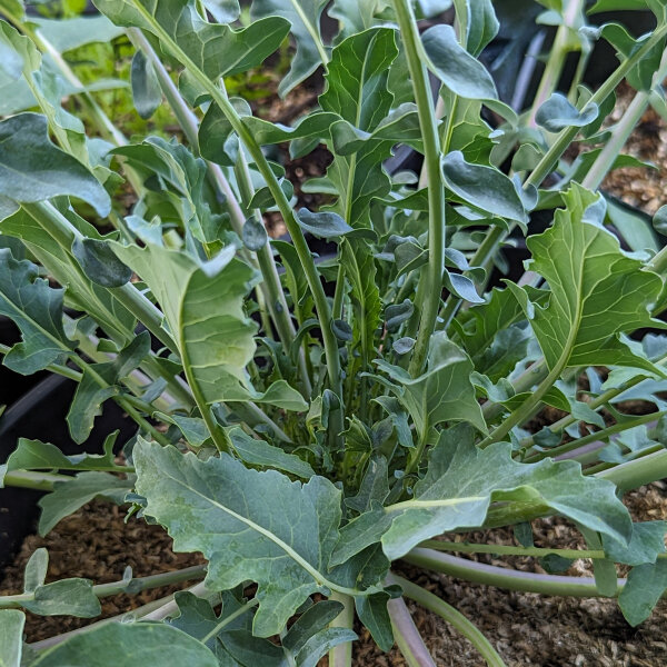 Broccolo Fiolaro (Brassica oleracea var. Italica) Bio