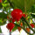 Chili Biquinho (Capsicum chinense) Samen