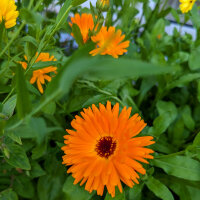 Blumenbouquet (Ringelblumen) in Orange