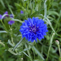 Blumenbouquet in Blau