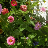 Blumenbouquet in Rosa