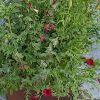 Blumenbouquet in Rot