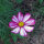 Cosmea / Schmuckkörbchen (Cosmos bipinnatus) Bio Saatgut