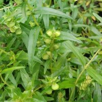 Baikal-Helmkraut/ Chinesisches Helmkraut (Scutellaria baicalensis) Bio