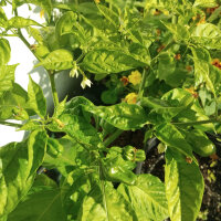 Milder Chili NuMex Suave Orange (Capsicum chinense) Samen