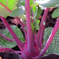 Violetter Kohlrabi Blauer Delikatess (Brassica oleracea...