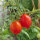 Tomate Piennolo del Vesuvio (Solanum lycopersicum) Samen