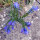 Gewöhnlicher Natternkopf (Echium vulgare) Samen