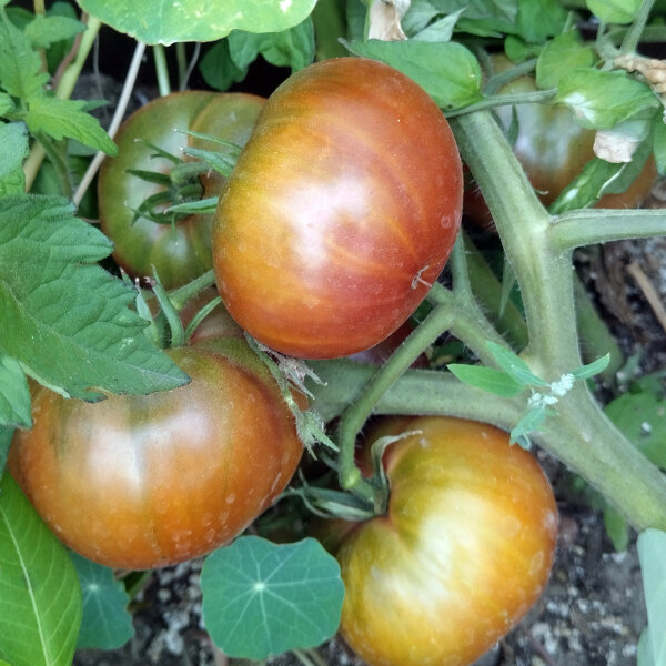 Tomate Tschernij Prinz (Solanum lycopersicum) Samen