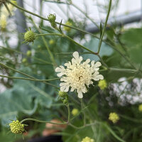 Gelbe Skabiose (Scabiosa ochroleuca)