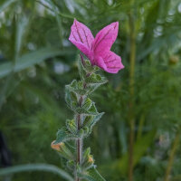 Sommerblumen in Rosa (diverse Arten & Sorten) Saatgutmix