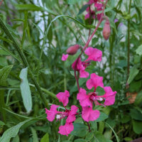 Sommerblumen in Rosa (diverse Arten & Sorten) Saatgutmix