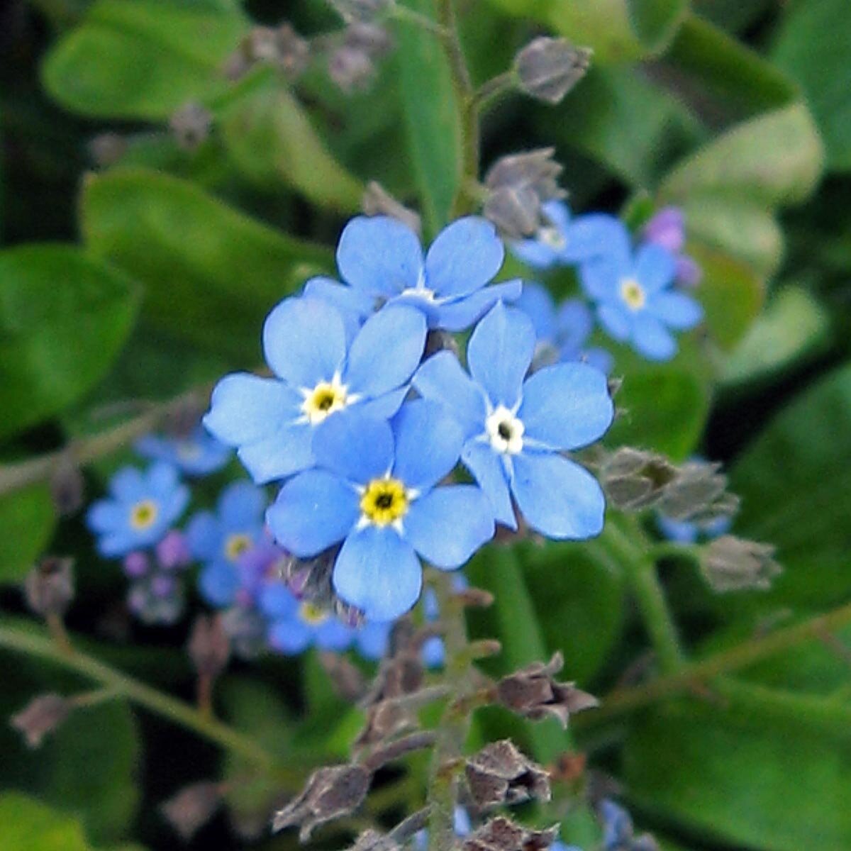 Wald Vergissmeinnicht Myosotis Sylvatica Samen