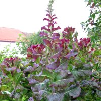 Pflücksalat Salad Bowl (Lactuca sativa) Bio Saatgut