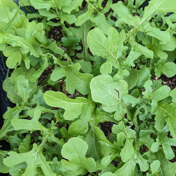 Rauke / Garten-Senfrauke / Rucola (Eruca vesicaria subsp. sativa) Samen