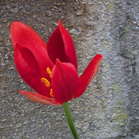 Türkische Wildtulpe (Tulipa sprengeri) Samen